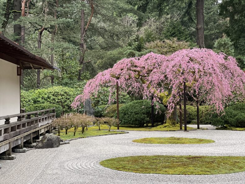 Virtual Cherry Blossom Updates from the Portland Japanese Garden